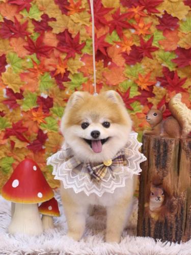 20241130モコちゃん